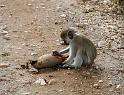 Baby monkey working for his lunch